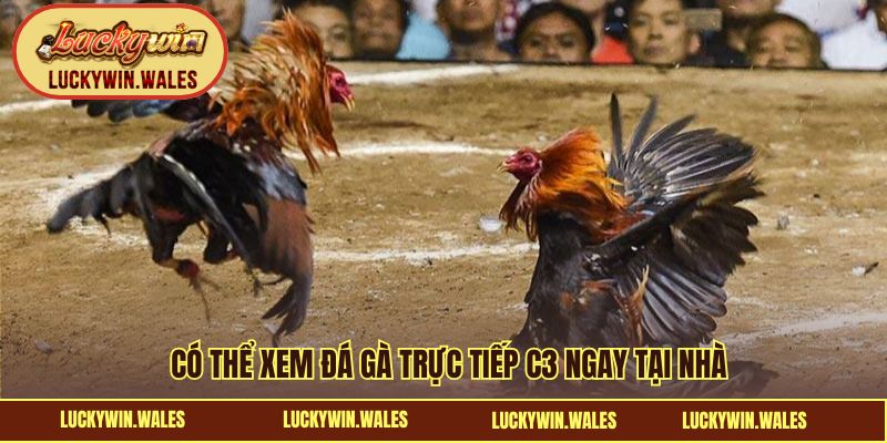 Có thể xem đá gà trực tiếp C3 ngay tại nhà