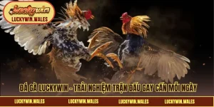 Đá gà LUCKYWIN