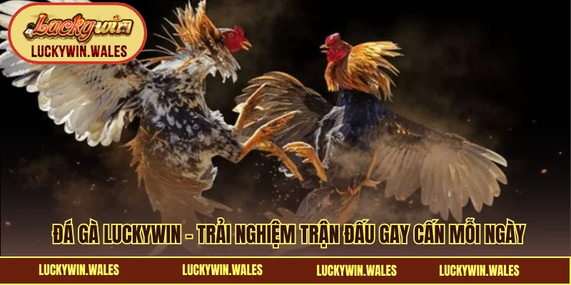 Đá gà LUCKYWIN
