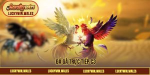 Đá gà trực tiếp C3