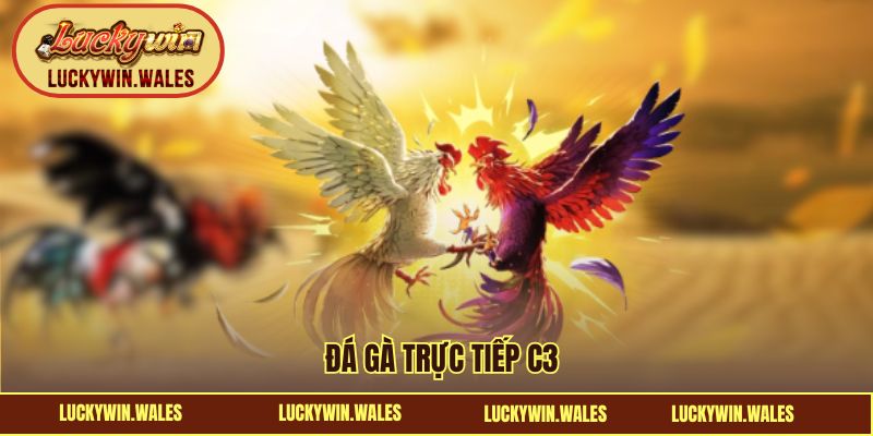 Đá gà trực tiếp C3