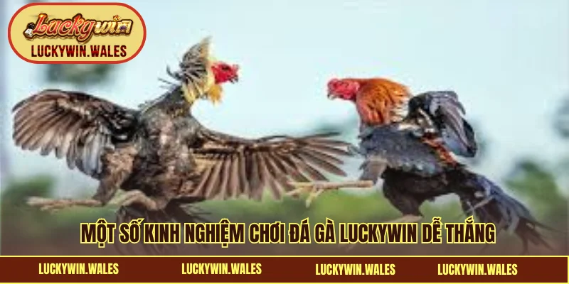 Một số kinh nghiệm chơi đá gà LUCKYWIN dễ thắng